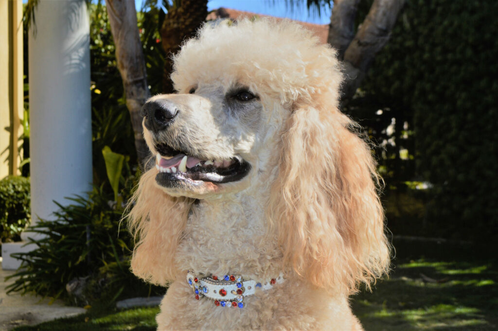 USADogs – Dog Collars Made in USA